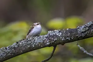 Treecreeper (Certhia familiaris) perched on a tree