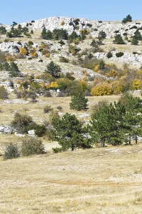 Trees on the Ai Petri mountain plateau in Crimea on sunny autumn days