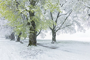 Trees, alley in spring with snowfall