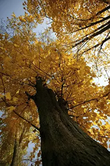 Trees, autumn colours