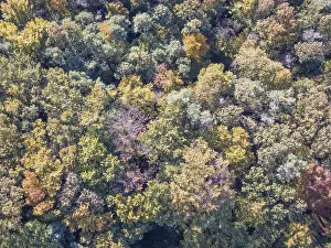 Trees in autumn forest, drone photo