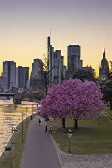 The trees on the banks of the Main in Frankfurt are in full bloom in spring in front of the bank skyline