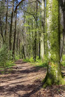 Trees of a beech forest during spring time