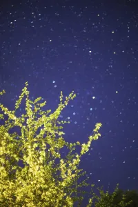 A tree's branches reaching up to a starry night sky<br> A tree's branches reaching up to a starry night sky