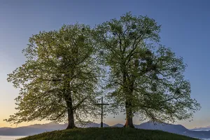 Two trees, chritstliches cross
