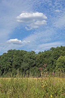 Trees and clouds, near Garstedt