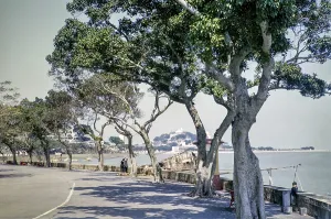 Trees along coastal road of Avenida da Republica
