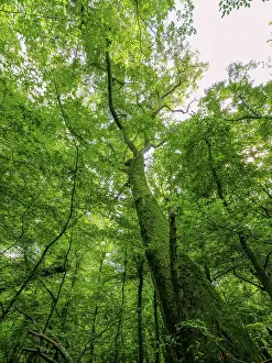 Trees in the Colbitz Linden Forest in the Colbitz-Letzlinger Heide