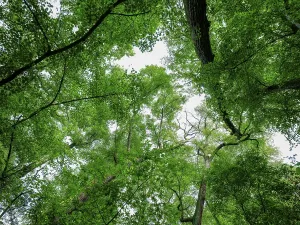 Trees in the Colbitz Linden Forest in the Colbitz-Letzlinger Heide