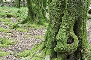 Trees covered with moss near the torc waterfall of the Owengarriff River