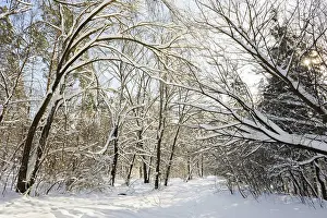 Trees covered with snow in frozen winter forest