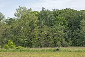 Trees, cyclist, Geltinger Birk
