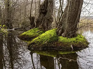 Trees in the damp ground by the Bodden