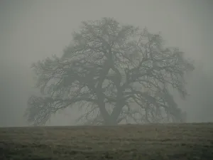 Trees in the early morning fog
