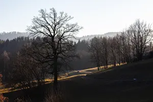 Trees at the edge of the forest