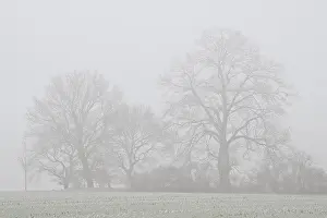Trees in the fog, Emsland, Lower Saxony, Germany