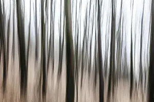 Trees in the forest, blur effect