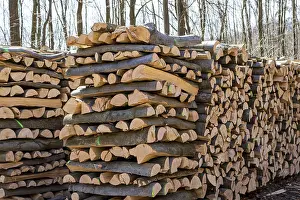Trees in a forest were cut down during timber work