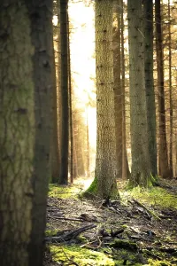 Trees in the forest in the evening light