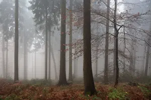 Trees in the forest in the fog