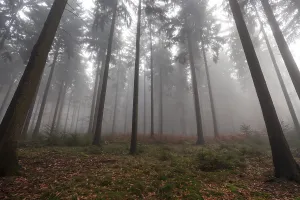 Trees in the forest in the fog