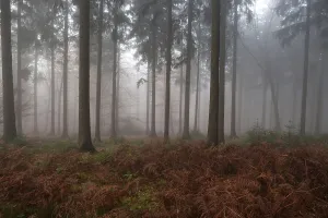Trees in the forest in the fog