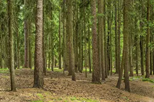 Many trees in a forest with fresh greenery Austria