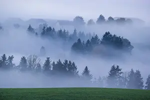 Trees and forests in the early morning mist