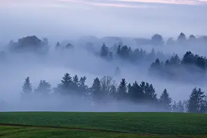 Trees and forests in the early morning mist