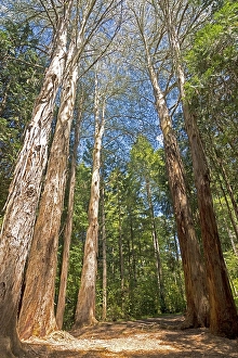 Trees, giant Eucalyptus Trees or Australian Oaks(Eucalyptus regnans)