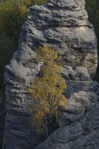 Trees growing on rocks. Fall foliage in the bohemian paradise