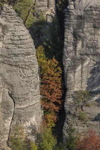 Trees growing on rocks. Fall foliage in the bohemian paradise