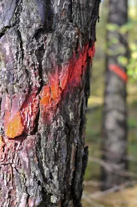 Trees marked for deforestation in a forest