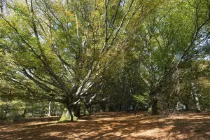Trees at the mont Gargan in the French Limousin