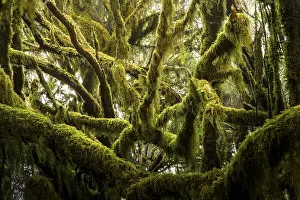 Trees with moss and lichen in the cloud forest of Garajonay National Park