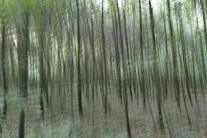 Trees in motion, forest, Beimerstetten