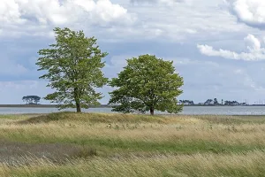 Trees, nature reserve, in the background Pilot Island
