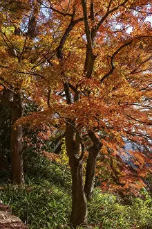 Trees with orange leaves along a forest trail