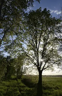 Trees, path, dirt road, tree, landscape