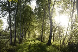 Trees, path, dirt road, tree, landscape