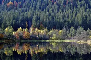 Trees reflected in the Sankenbachsee