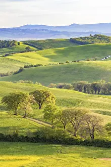 Trees in a rolling landscape