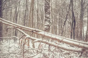 Trees with snow in a forest in january