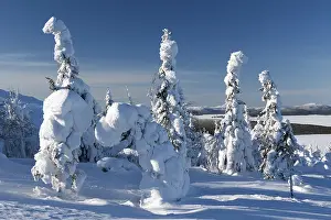 Trees in the snow mountains in the background