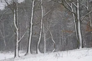 Trees, snow, snowfall, winter, landscape