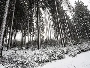 Trees in snowfall in the winter forest