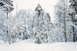 Trees in a snowy forest