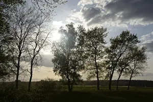 Trees, tree, landscape, nature