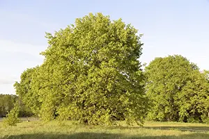 Trees, tree, landscape, nature