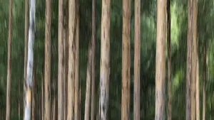Trees, tree trunks, forest, wiping picture